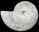 Silver Iridescent Ammonite - Madagascar #54875-1